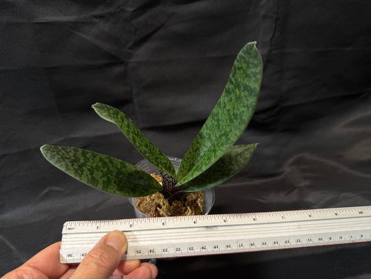 Paphiopedilum venustum x sib - Seed Grown