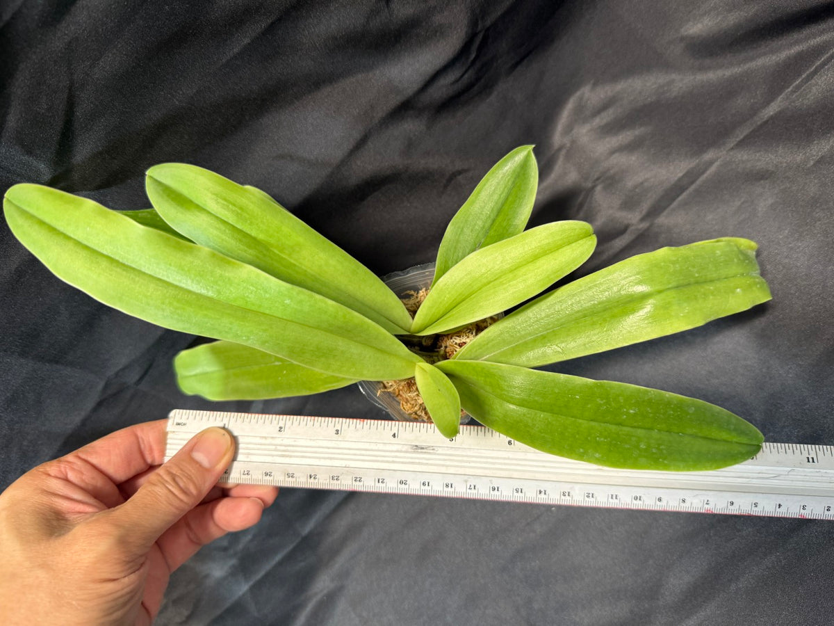 Paphiopedilum Kim Future De (Pinocchio x charlesworthii) - Seed Grown