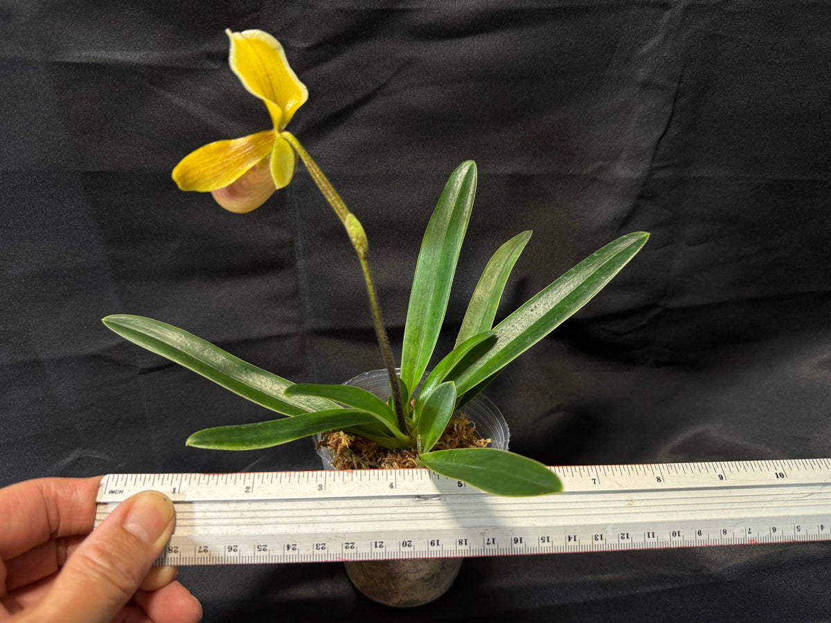 Paphiopedilum helenae x sib - Seed Grown