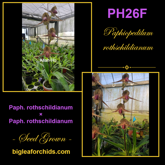 Paphiopedilum rothschildianum x sib - Seed Grown