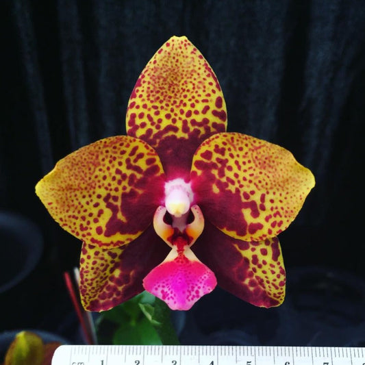 Phalaenopsis Zheng Min Anaconda (clone)