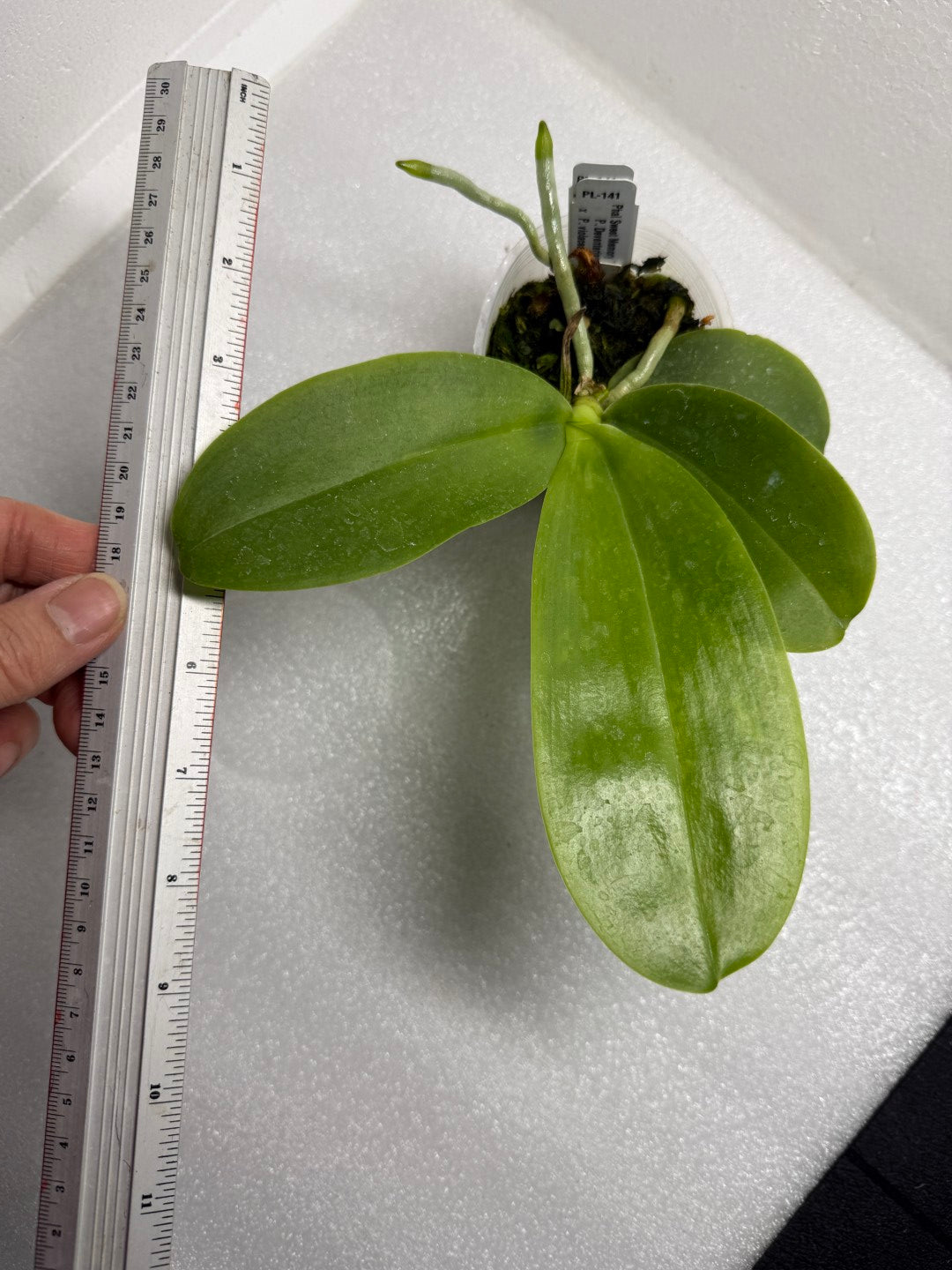 Phalaenopsis Sweet Memory 'Mr. F'
