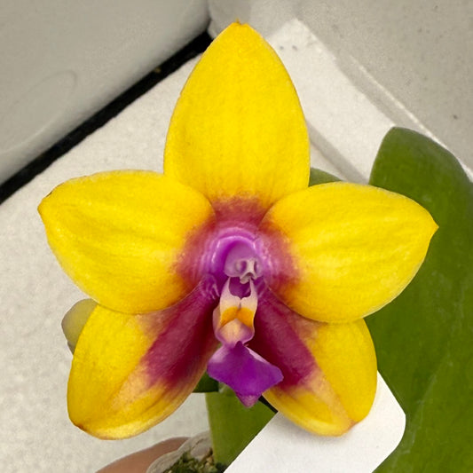 Phalaenopsis Mituo Gelb Eagle 'Pylo' AM/AOS 250806 Flowering