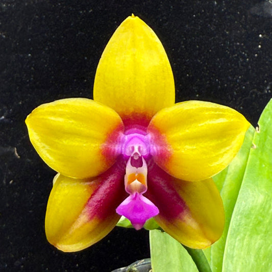 Phalaenopsis Mituo Gelb Eagle 'Pylo' AM/AOS