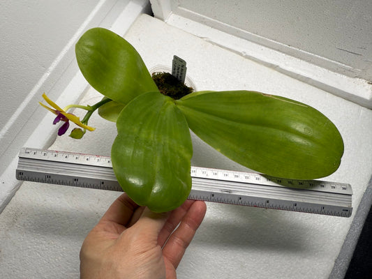 Phalaenopsis Mituo Gelb Eagle 'Pylo' AM/AOS 250910 Flowering