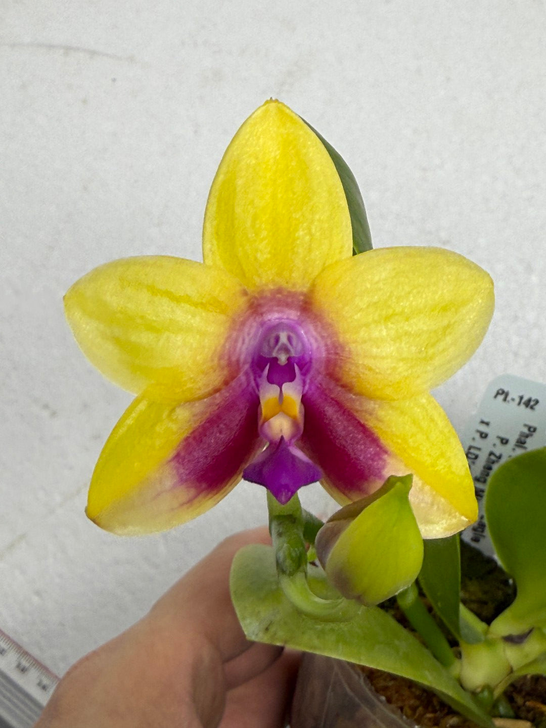 Phalaenopsis Mituo Gelb Eagle 'Pylo' AM/AOS 250910 Flowering