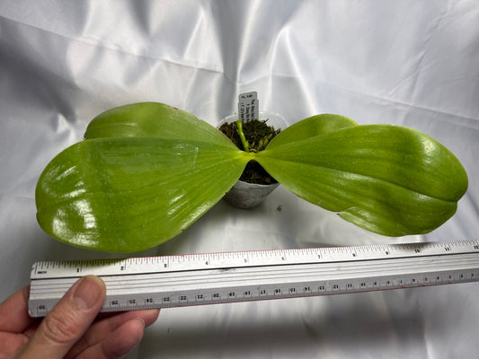 Phalaenopsis Mituo Gelb Eagle 'Pylo' AM/AOS 251122 Spiking