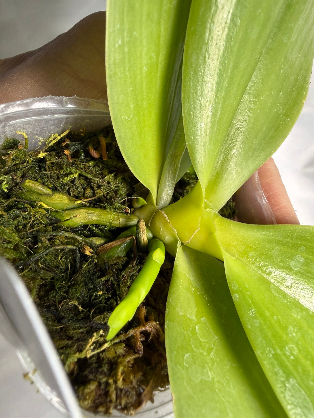 Phalaenopsis Mituo Gelb Eagle 'Pylo' AM/AOS 251122 Spiking