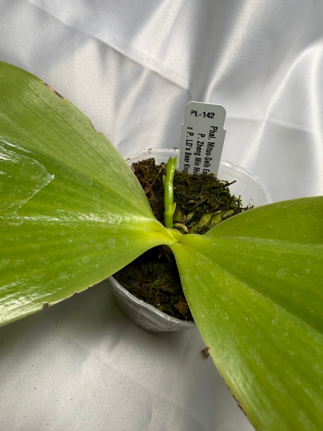 Phalaenopsis Mituo Gelb Eagle 'Pylo' AM/AOS 251122 Spiking