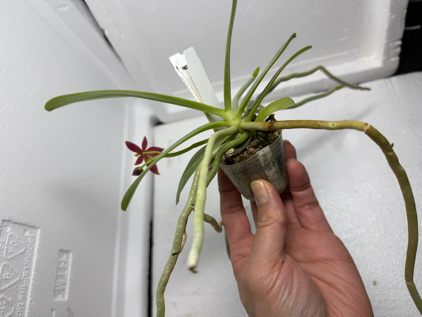 Phalaenopsis cornu-cervi 'Wan Kou'