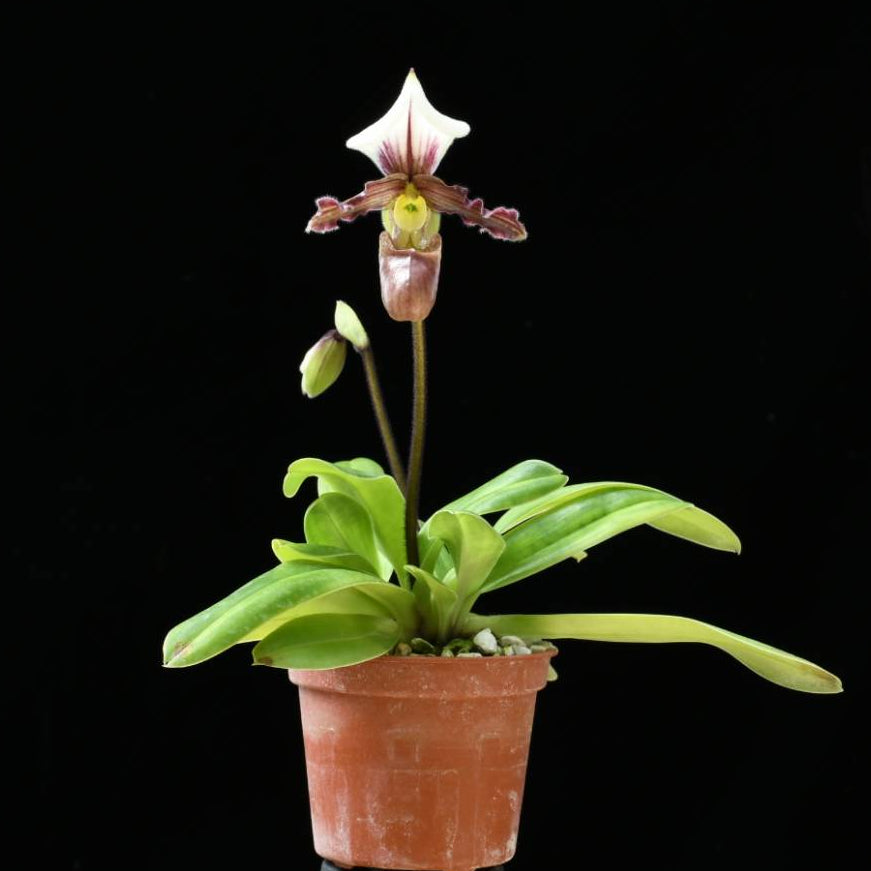 Paphiopedilum tranlienianum x sib - Seed Grown