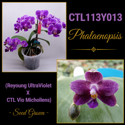 CTL113y013 - Phalaenopsis (Reyoung UltraViolet X CTL Vio Michollens) Seed Grown