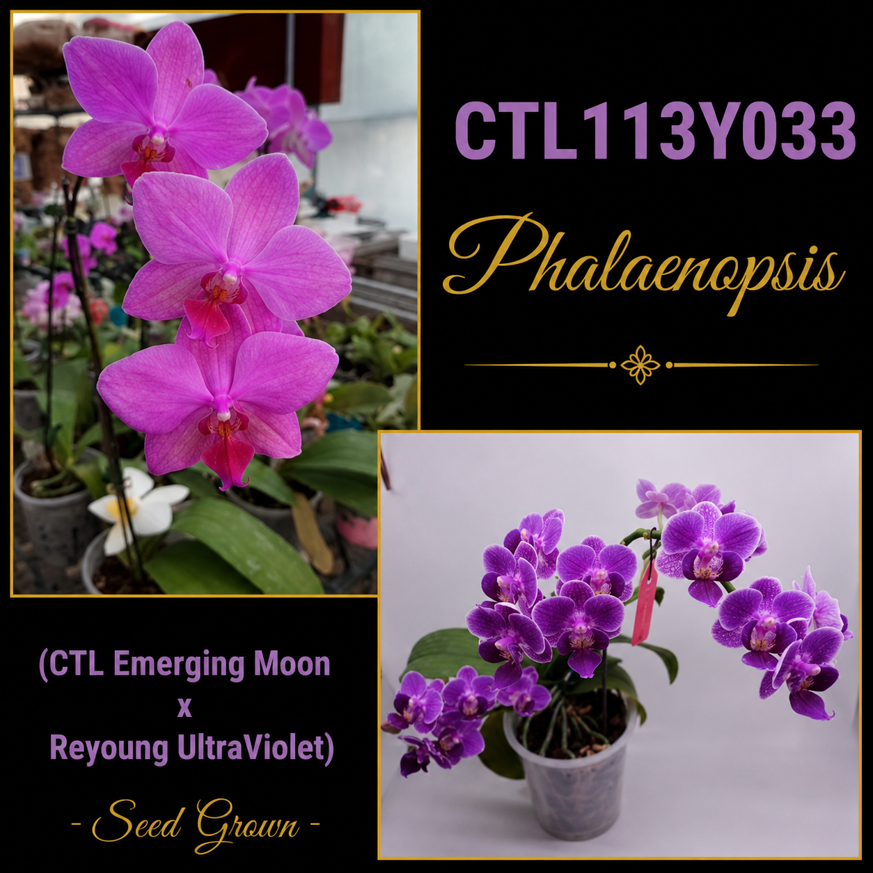 CTL113y033 - Phalaenopsis (CTL Emerging Moon x Reyoung UltraViolet) Seed Grown
