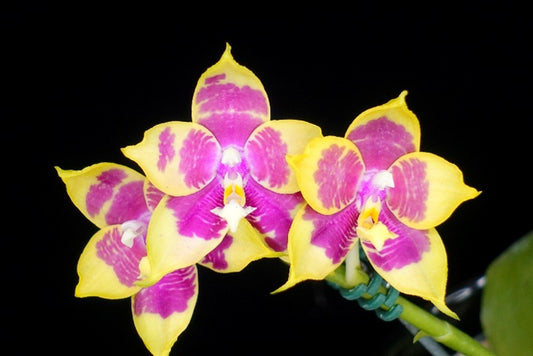 Phalaenopsis Penang Girl 'Clone' Fragrant Flowers