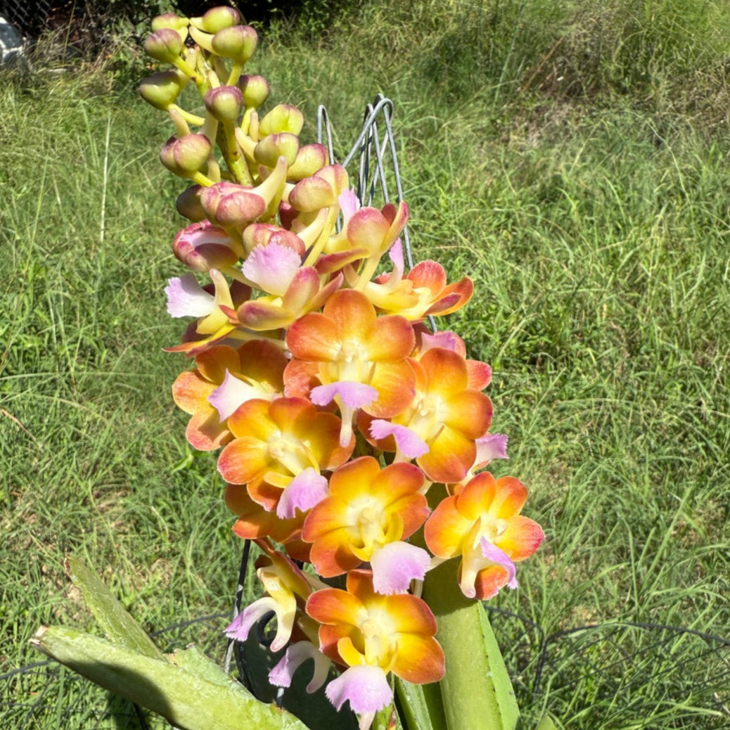 Rainbow color fragrant orchids Perreiraara (Prra.) Bangkok Sunset