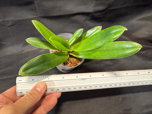 Paphiopedilum tranlienianum x sib - Seed Grown