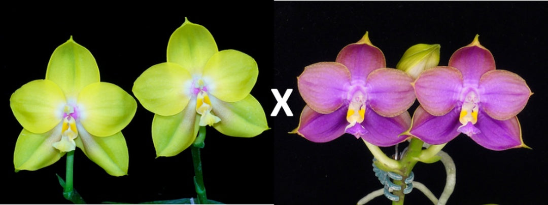 WP941 Phalaenopsis (AL Redsun Queen x Mituo Blue Moon) Seed Grown