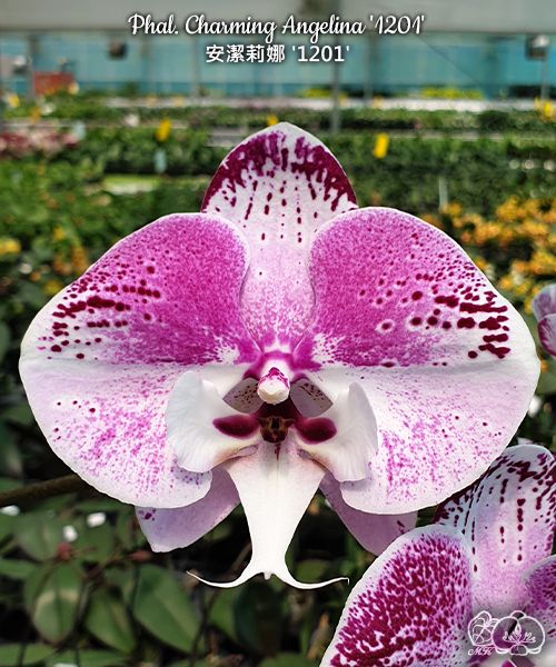 Phalaenopsis Charming Angelina '1201'