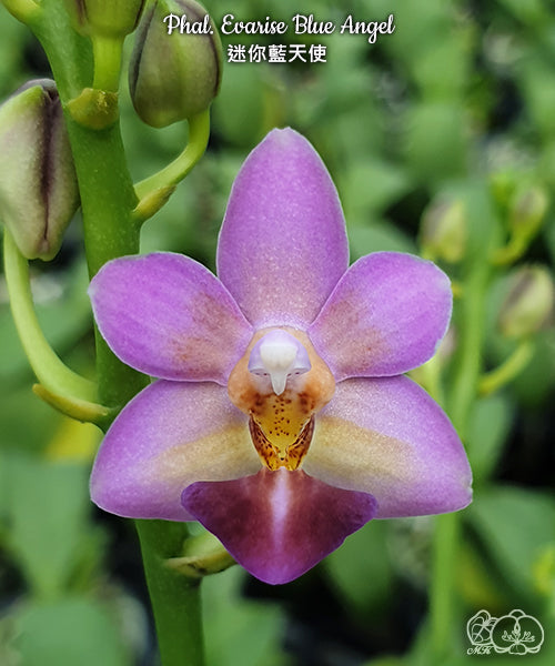 Phalaenopsis Evarise Blue Angel