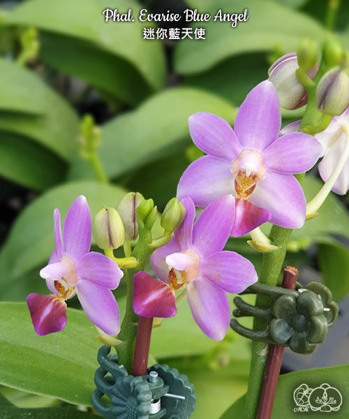 Phalaenopsis Evarise Blue Angel
