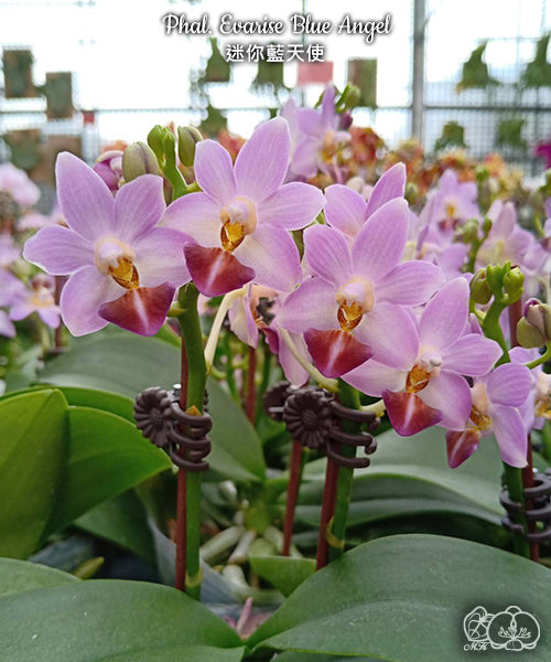 Phalaenopsis Evarise Blue Angel