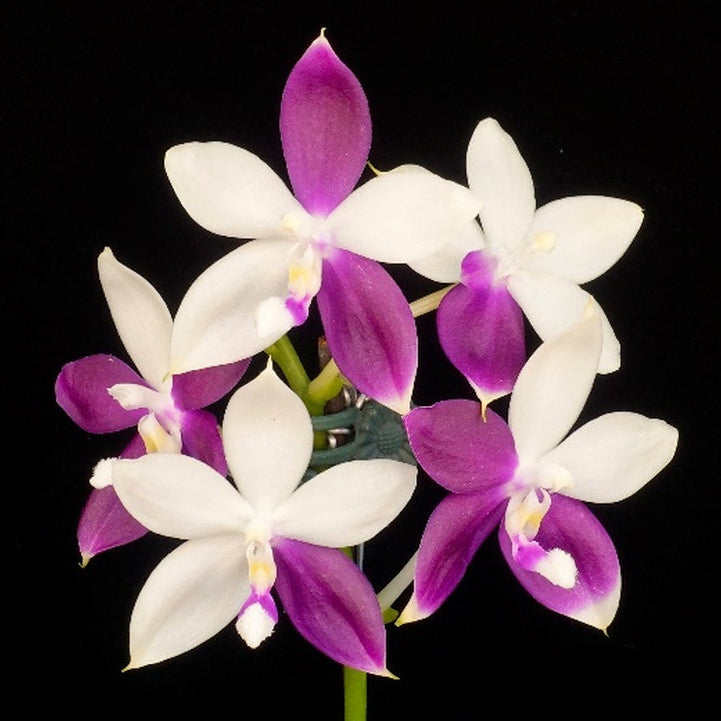 Phalaenopsis Lioulin Blue Jenny 'Wilson Red'