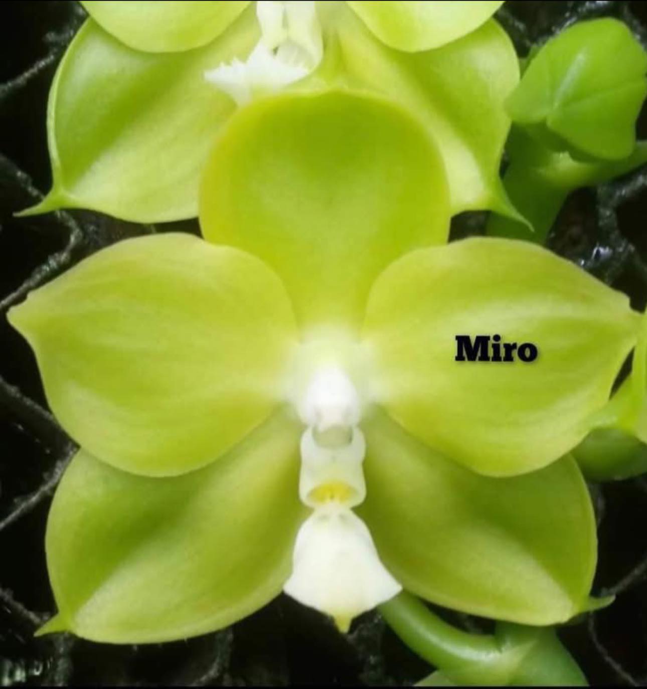 Phalaenopsis Miro Green Dream 'Miro' 260811 Flowering