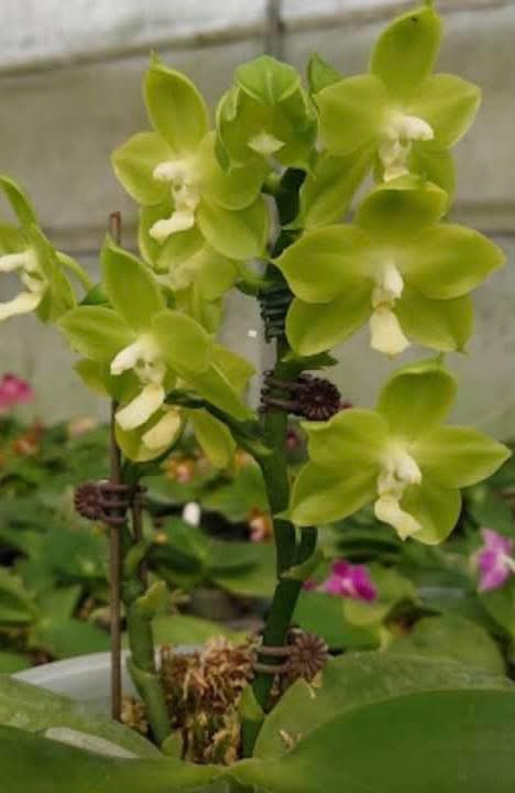 Phalaenopsis Miro Green Dream 'Miro' 260811 Flowering