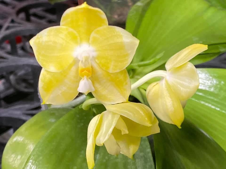 Phalaenopsis Mituo Golden Tiger 'Yellow Dragon'