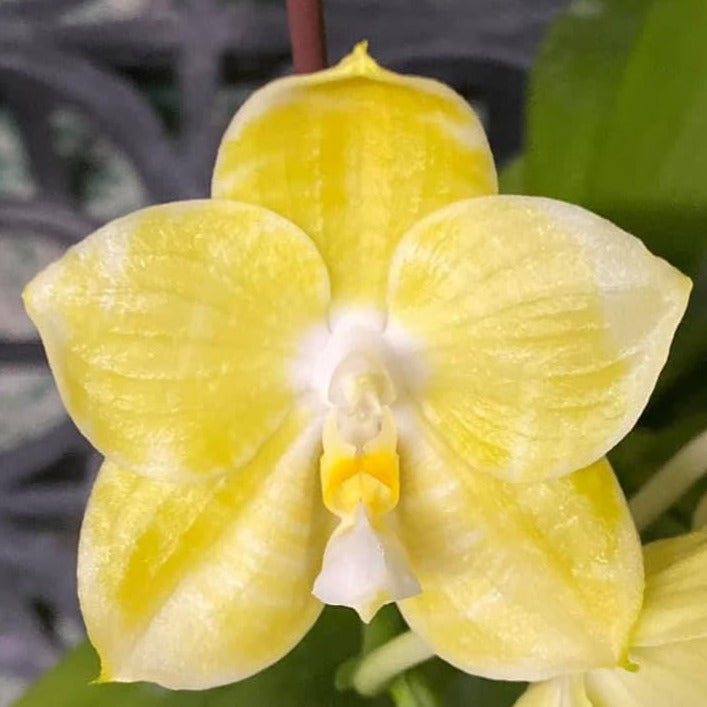 Yellow Phalaenopsis – Big Leaf Orchids