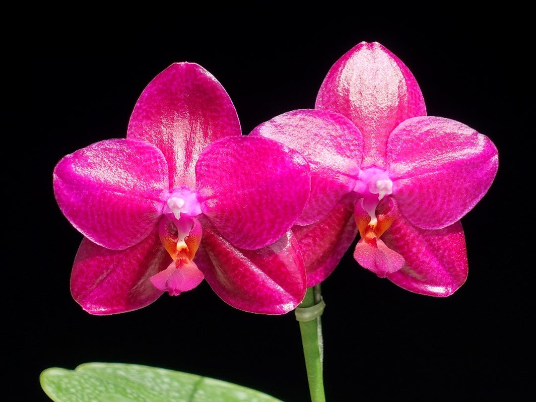 Phalaenopsis Mituo King 'Peloric' Fragrant