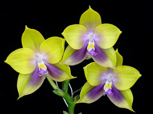 WP2623 Phalaenopsis Mituo Prince (Clone)