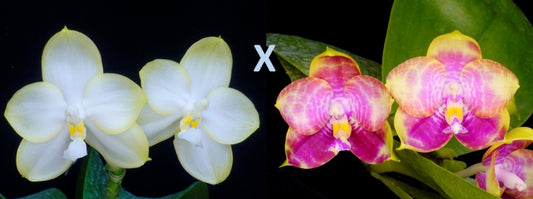WP943 Phalaenopsis (Patti Lee x Phal. Mituo Reflex Eagle) Seed Grown
