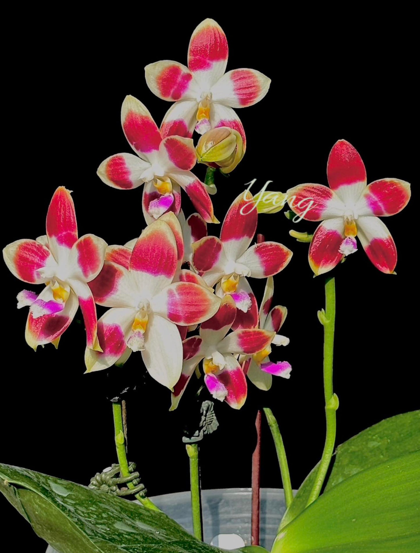 Phalaenopsis Rainbow Falconer 'Big Spot'