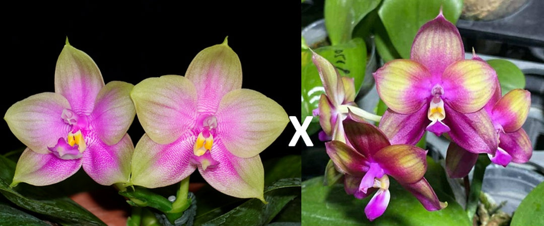 WP944 Phalaenopsis (Smiley Prince x Phal. Mituo Love) Seed Grown