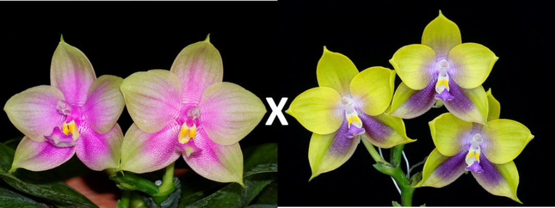WP945 Phalaenopsis (Smiley Prince x Phal. Mituo Prince) Seed Grown