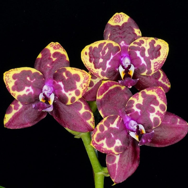 Phalaenopsis Yaphon Black Rose (Clone)
