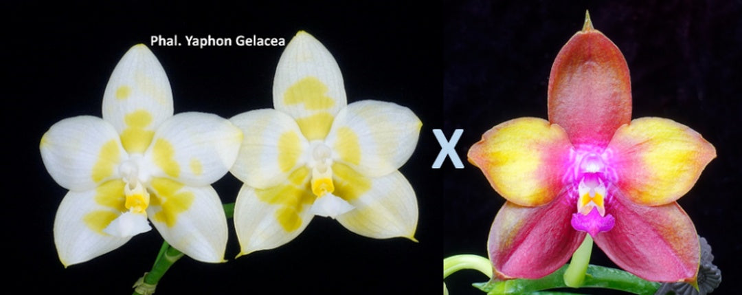 WP946 Phalaenopsis (Yaphon Gelacea x Dragon Tree Eagle) Seed Grown