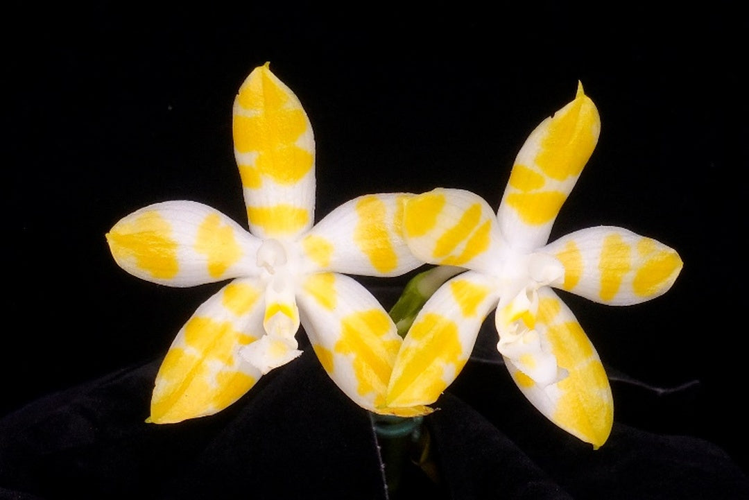 Phalaenopsis Yaphon Yellow Story (Clone)