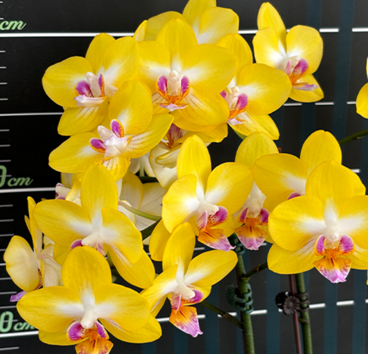 Phalaenopsis Yen Shuai Sweet Girl 'Shiny Girl'