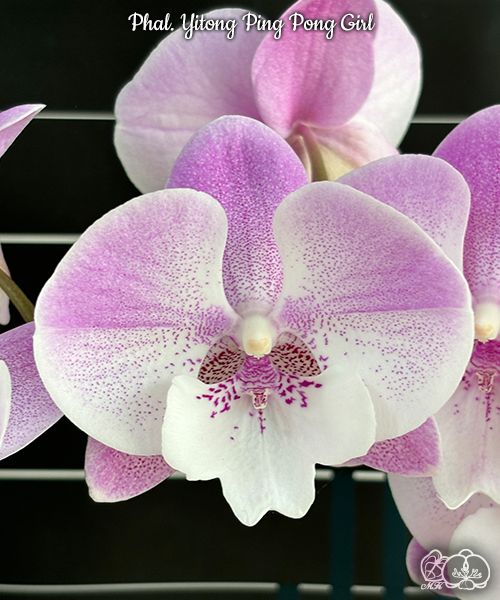 Phalaenopsis Yitong Ping Pong Girl