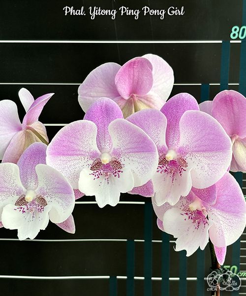Phalaenopsis Yitong Ping Pong Girl