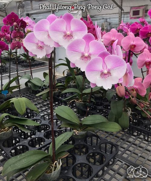 Phalaenopsis Yitong Ping Pong Girl