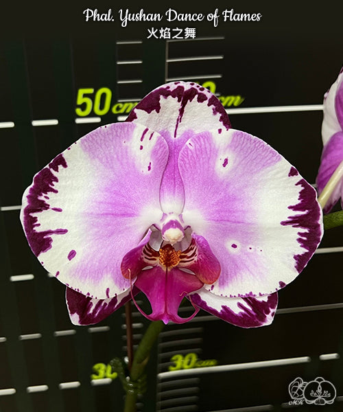 Phalaenopsis Yushan Dance of Flames