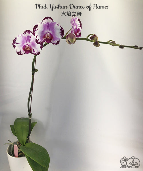 Phalaenopsis Yushan Dance of Flames