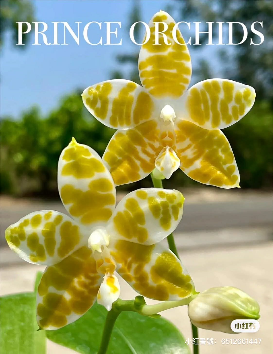 Phalaenopsis amboinensis f. flava x self