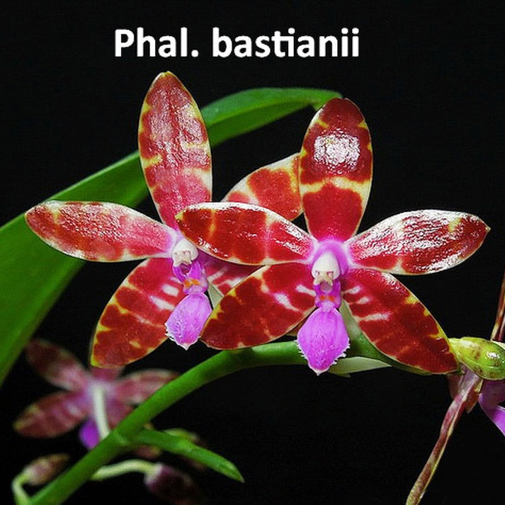 A close-up of a Phal. bastianii orchid flower with red and yellow patterned petals and a pink-purple center, shown against a black background with green leaves and the text 'Phal.