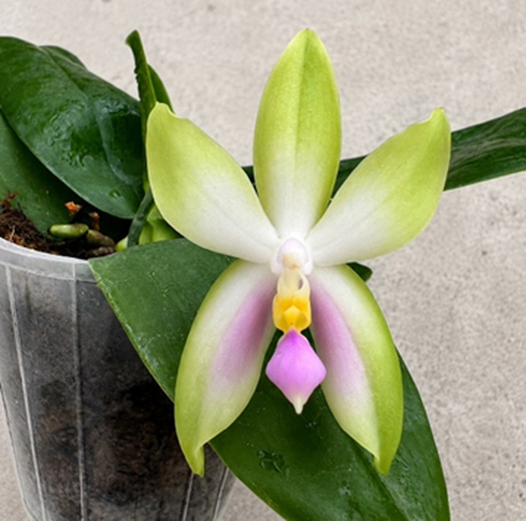Phalaenopsis bellina f. delicata (Pink) x sib