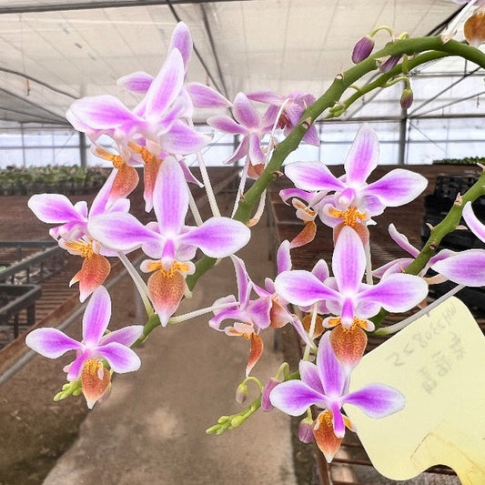 WP2612 Phalaenopsis equestris 'Wislon #825'