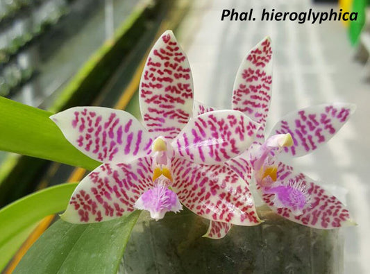 WP2611 Phalaenopsis hieroglyphica x sib